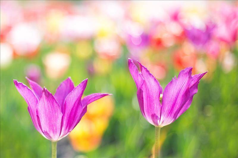 Veranstaltungstipp – Tulpenfest in Morges