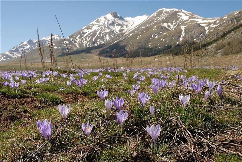 crocuses_1342162_1920.jpg