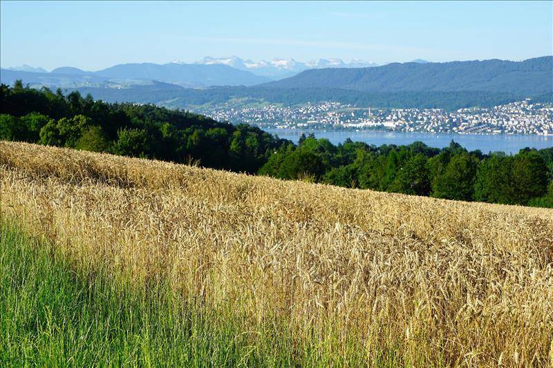 zollikon_3393697_1920.jpg