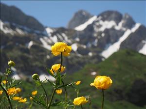 Blumenweg im Defereggental in Österreich