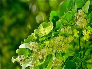 Wildkräuter und -blumen sammeln: das Paradies vor der Haustür