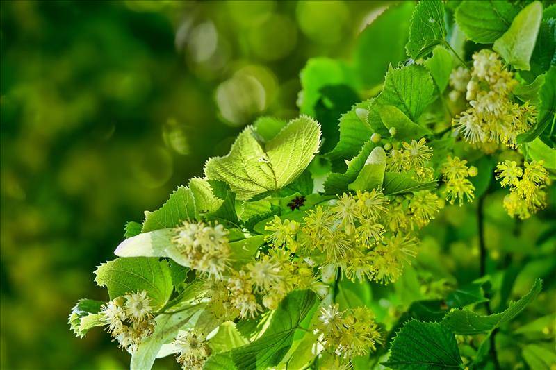 Wildkräuter und -blumen sammeln: das Paradies vor der Haustür