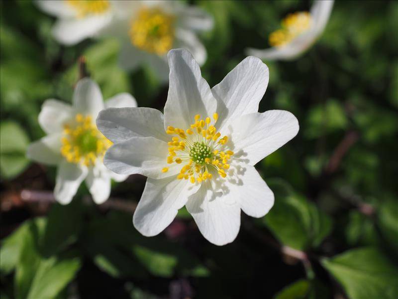 Sommerblumen gefahrfrei säen nach den Eisheiligen