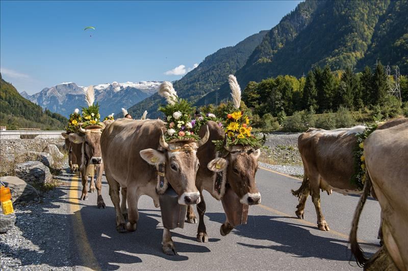 Veranstaltungstipp – Alpabzug in Kerns