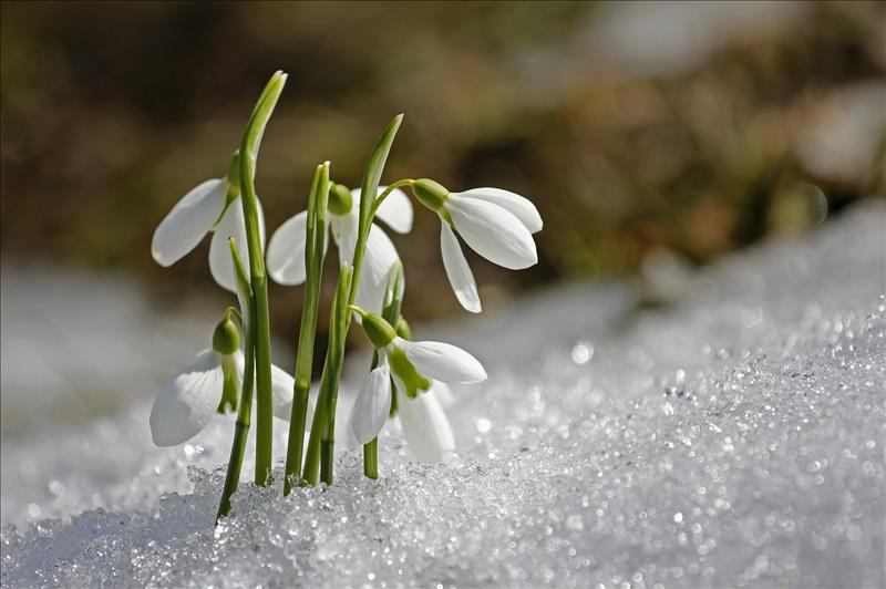 Schneeglo_ckchen.jpg