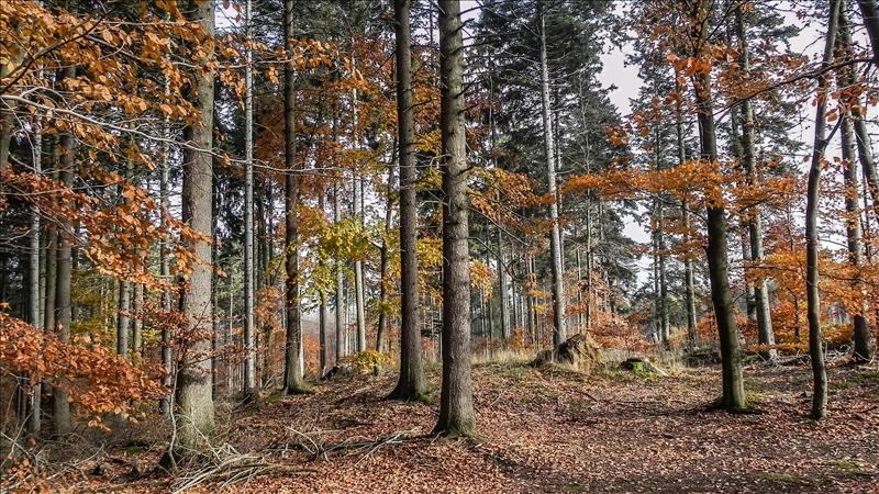 Herbstliche Kastanienwanderung in Alto Malcantone