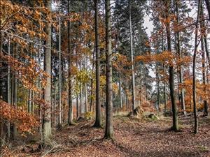 Herbstliche Kastanienwanderung in Alto Malcantone