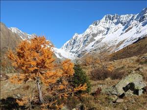 Herbstwanderung: Der Lötschentaler Sagenweg