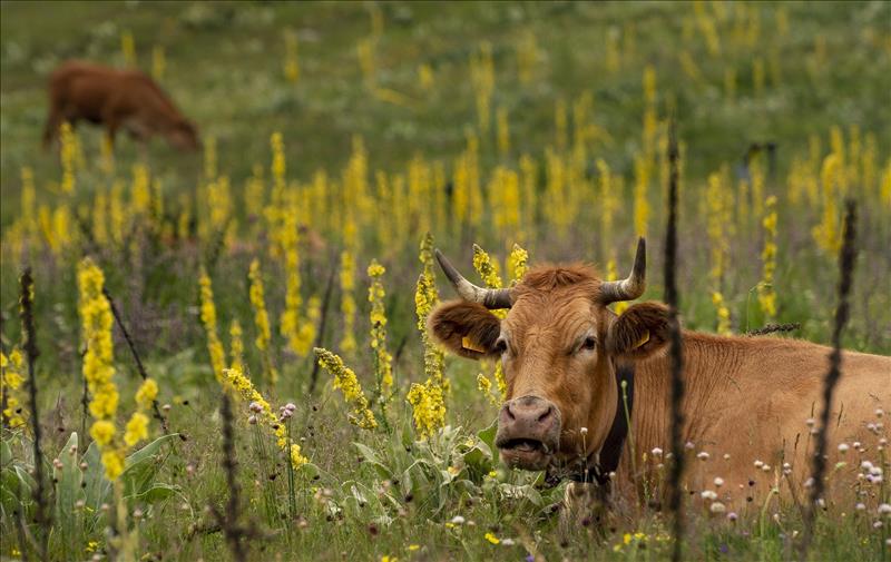 Ferien auf dem Bauernhof. Unterkünfte in der Schweiz