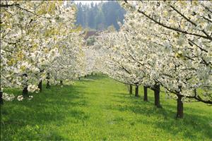 Kirschblüten-Wanderung beim Schloss Wildenstein