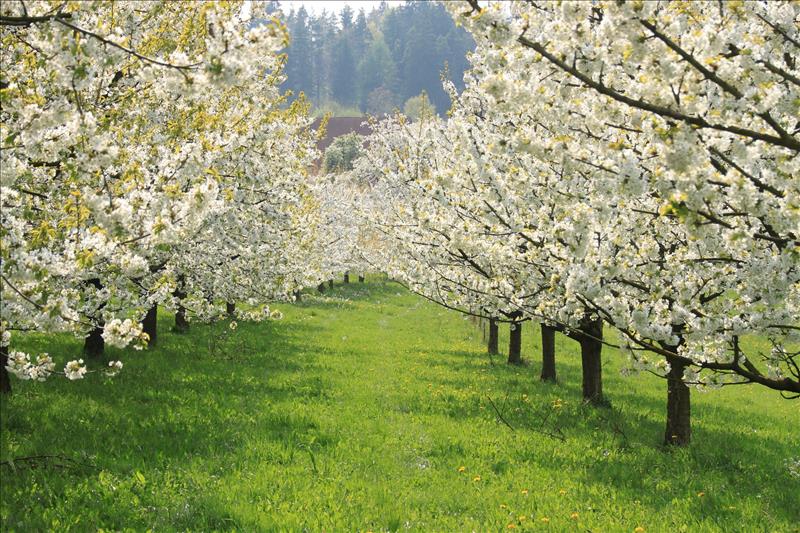 Kirschblüten-Wanderung beim Schloss Wildenstein