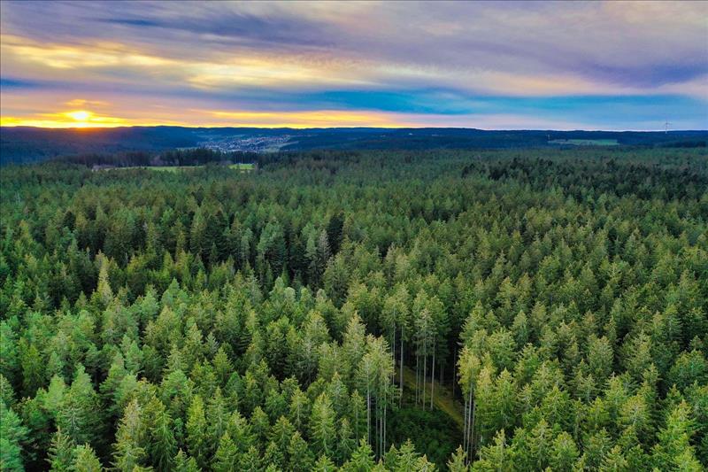 Gemütliche Ferienhäuser im Schwarzwald