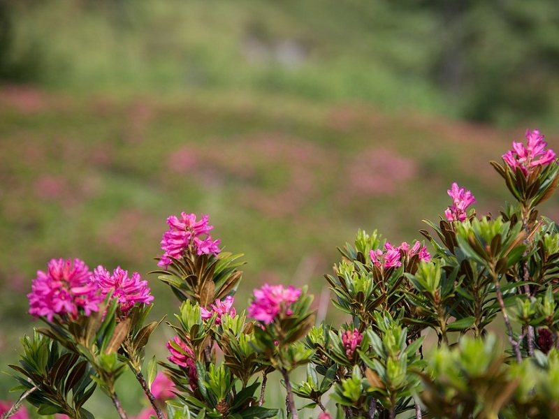 Alpenrose_Blogeintrag.jpg