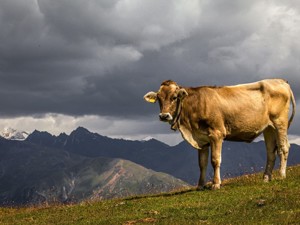 Kühe im Allgäu | gruppenhaus.ch Magazin