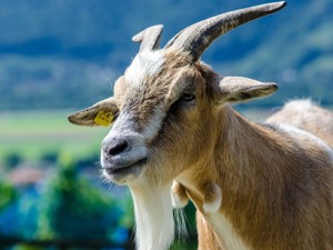 Entdecke die Ostschweiz | Unterkünfte auf gruppenhaus.ch