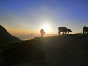 Sonnenaufgang auf der Fluonalp