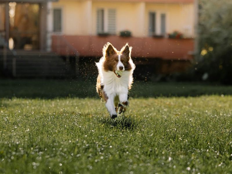 Ferien im Gruppenhaus mit Hund – so findest du die perfekte haustierfreundliche Unterkunft