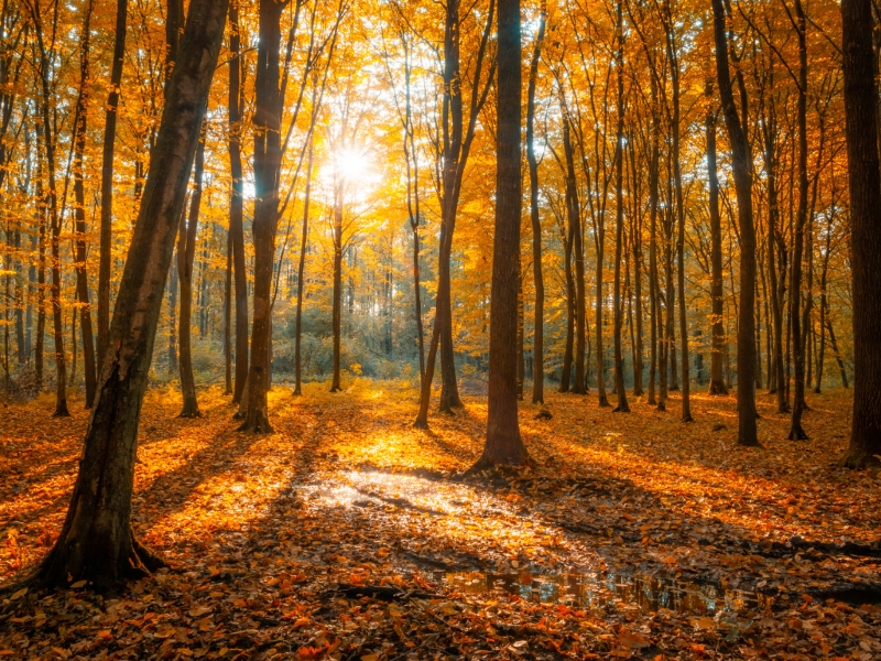Herbst