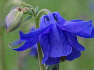 Blumen Einmaleins – Die Blumen der Alpen