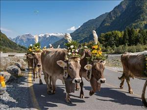 Veranstaltungs-Vorschau: der Alpabzug in Flims – ein Spektakel für die ganze Familie