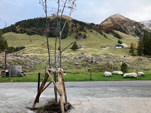 Alp-refuge Schwefelberg View