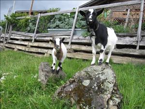 Farm Bio-Hof Brandegg