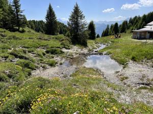 Jurte Feldis Garten Sommer