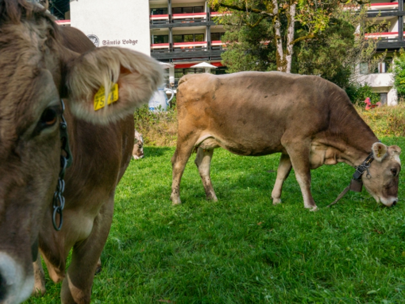 Lodge Berg & Bett Säntis Lodge Hausansicht