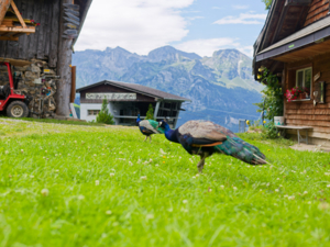 Alp-refuge Weitblick Garden