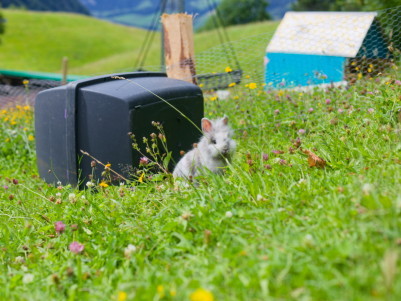 Alp-refuge Weitblick Surroundings