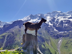 Mountain hostel Tschingelhorn View