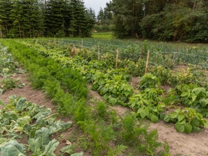 Vegetables in the field