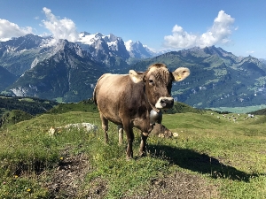 Mountain hut Balisalp Rain Location