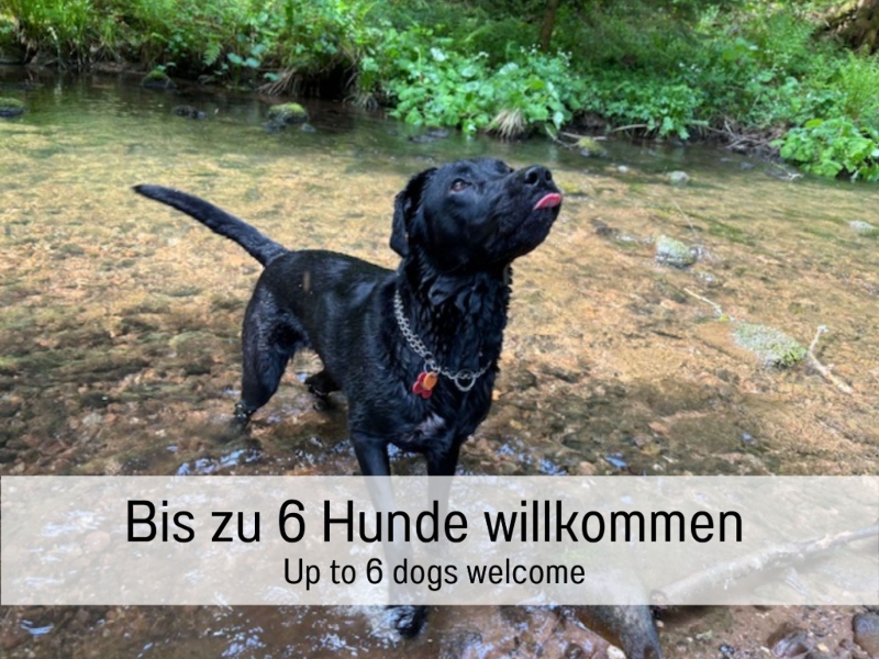 Hunde sind Willkommen