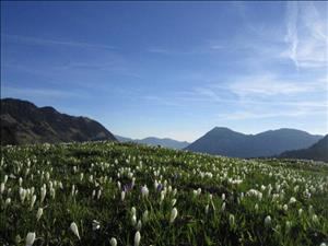 Bergfrühling auf dem Wiesenberg