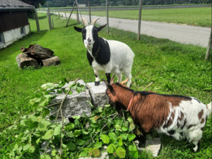 Guest house Wydhof Garden