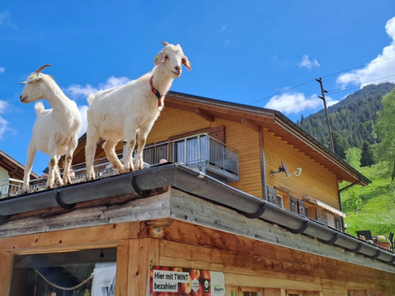 Vierbeinige Nachbarn