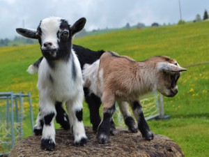 zoo des caresses