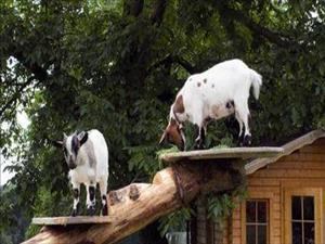 Ferme Hof Ottisberg