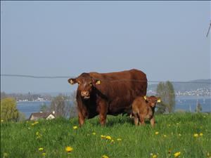 Farm Zum Frohsinn