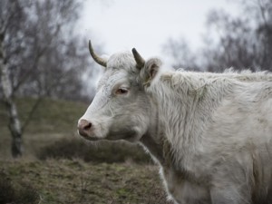 Schlafen im Stroh - Ferien auf dem Bauernhof | gruppenhaus.ch