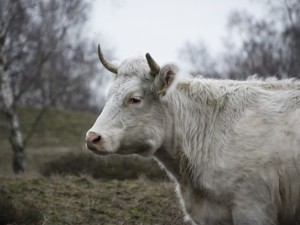 Schlafen im Stroh - Tiere auf der Weide