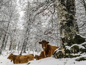 Schlafen im Stroh - Tiere auf der Weide