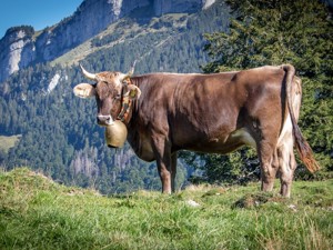 Paysages en Appenzell | gruppenhaus.ch